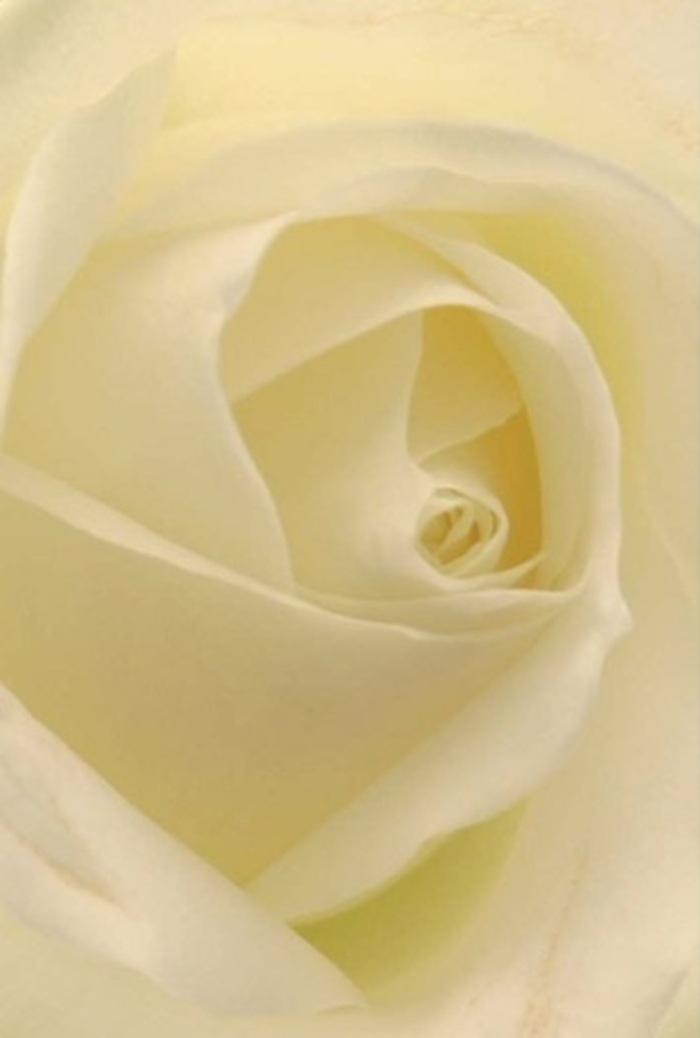 From this intimately close vantage, every nuance of the classic white rose's beauty is laid bare-a parade of layered petals, crisp and pure, blending in subtle waves from creamy ivory through gentle whites. The bloom appears almost illuminated from within, much like the tranquil glow that settles over South Hackney's Well Street Common at sunset. Each petal spirals towards the centre, embodying both gentleness and strength-a white rose prized for its resilience and unwavering elegance. The interplay of shadow and light offers hypnotic depth, inviting contemplation and reflection. As a devoted South Hackney florist, I see this as the ultimate gesture for life's most pivotal moments-a token fit for a heartfelt apology, a romantic proposal along Mare Street, or an elegant centrepiece at a Hackney Town Hall wedding. The rose's quiet fragrance, clean and understated, whispers of sincerity and serenity, capturing the emotions and intent behind every thoughtfully arranged bouquet delivered through South Hackney.